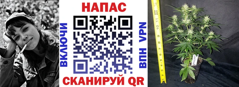Каннабис ГИДРОПОН Багратионовск
